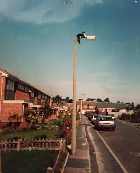 Cats are awesome. A person performs a parkour flip off an extremely tall street lamp in a residential neighborhood