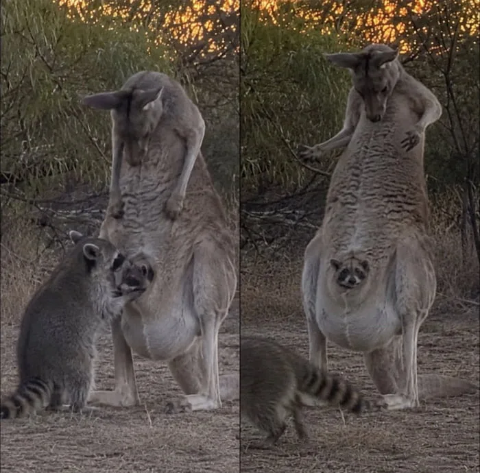 The Kangaroo looks confused. Two side-by-side images of a meerkat standing next to a larger meerkat in an upright posture