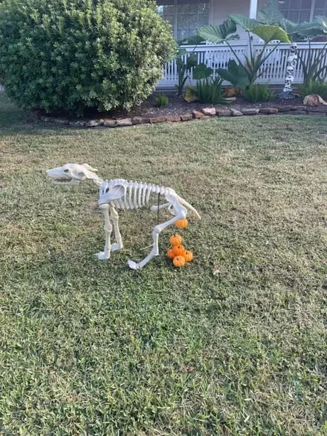 Skeleton decoration in a yard playing with orange pumpkins on grass near a house