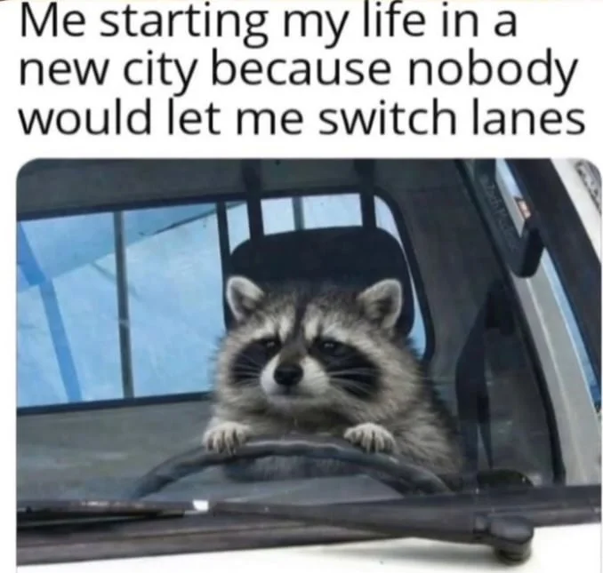 A raccoon grips a car steering wheel with a determined, scheming expression. Text: Me starting my life in a new city because nobody would let me switch lanes