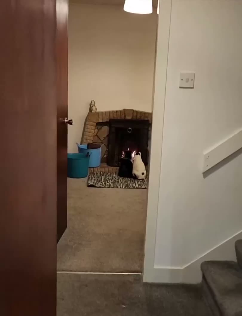 A cat sits in a cardboard box inside a room, viewed through an open…