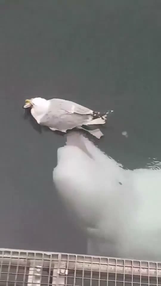A white bird floating upside down in water next to another white bird.