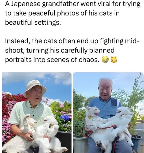 An elderly Japanese man holds unruly white cats during attempted portrait photography in scenic outdoor locations. Text: A Japanese grandfather went viral for trying to take peaceful photos of his cats in beautiful settings. / Instead, the cats often end up fighting mid-shoot, turning his…