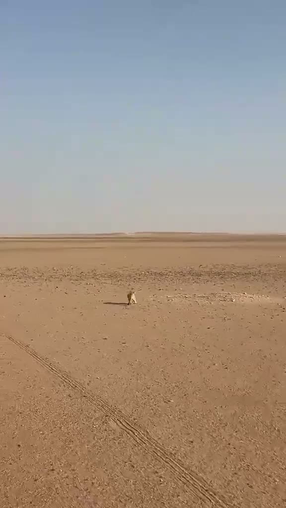 A lone person stands in a vast, flat desert landscape with tire…