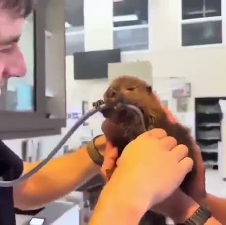 Person in orange sleeve holds a small animal up to a microphone in…
