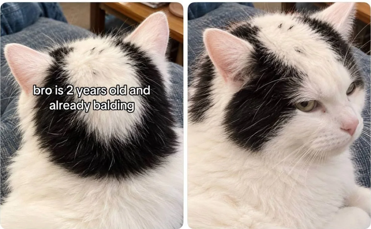 Poor fella. Two photos of a black and white cat showing a bald patch on its head. Text: bro is 2 years old and already balding