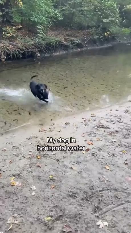 Confident in puddles, terrified of the tide