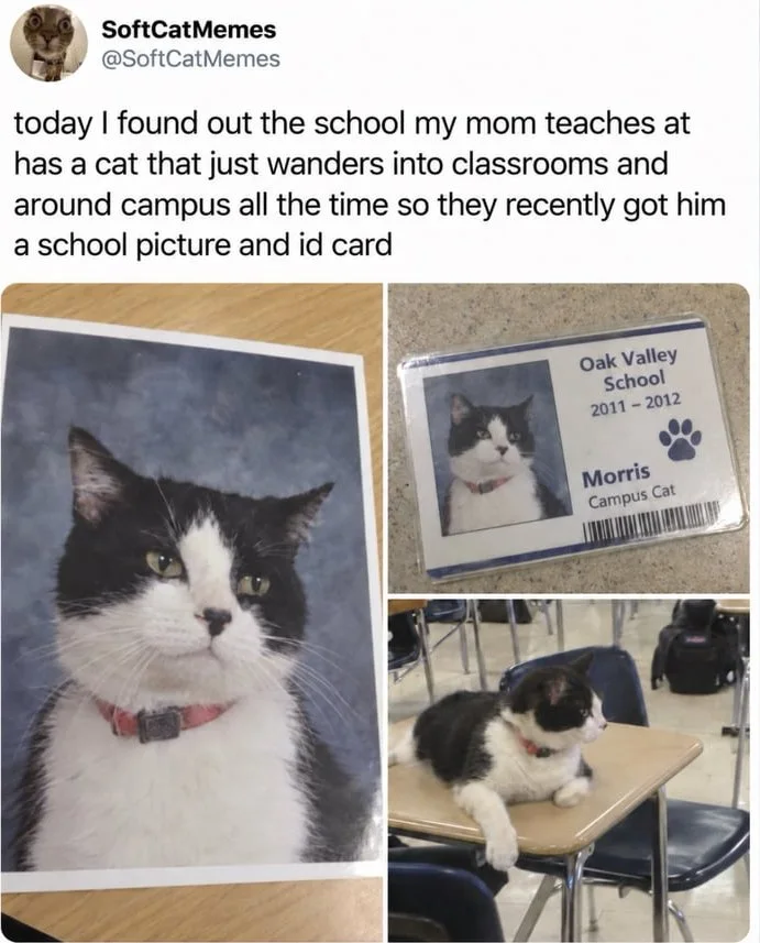 A black and white cat named Morris received an official school ID card and yearbook photo at Oak Valley School where he roams freely. Text: SoftCatMemes / @SoftCatMemes / today I found out the school my mom teaches at has a cat that just wanders into classrooms and around campus all the time so…