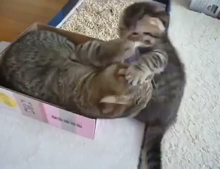 Tabby cat lying in a cardboard box, appearing to laugh or play with…