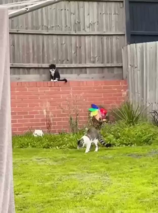 A person peers over a brick wall watching a dog play with a colorful…