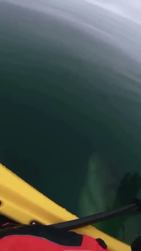 First-person view from a yellow kayak approaching a large dark green…