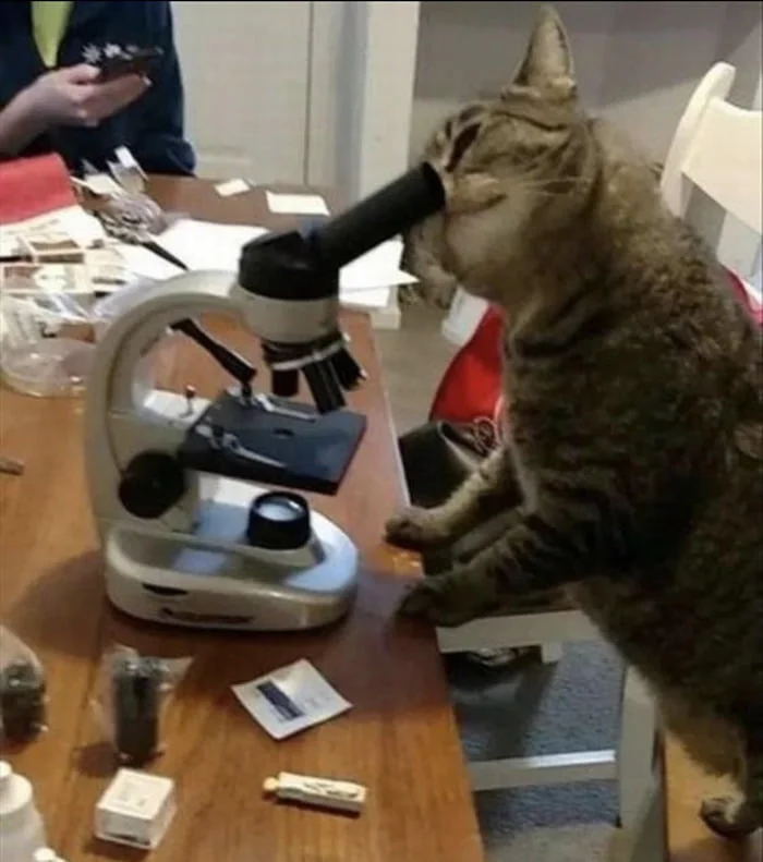Finally found the cure for empty food bowls. A tabby cat stands at a desk examining a microscope while a person sits nearby