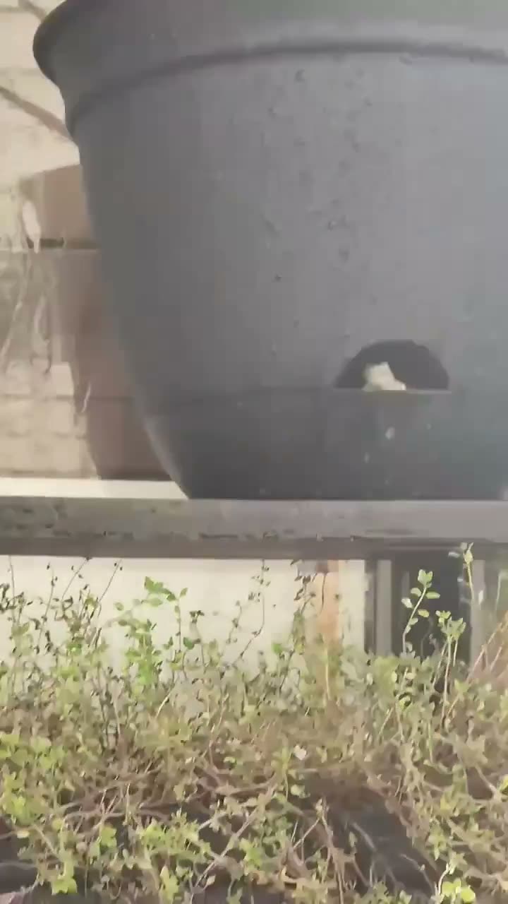 A cat peeks out from behind a large gray pot or container with…