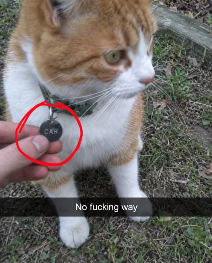 Finally upgraded my ride. Orange and white cat wearing a collar with a tag labeled CAR being held outdoors. Text: CAR / No fucking way