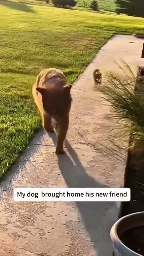 Dog's new frens: The more frens, the more fun!`[1m15s]