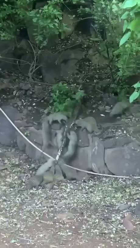 When one mongoose falls, the whole crew shows up