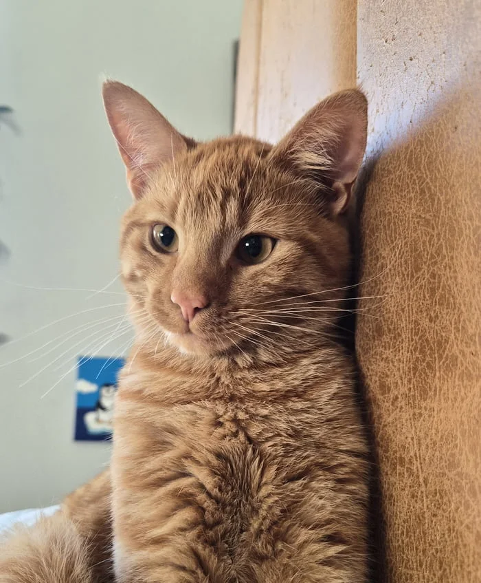 Orange you glad I'm edible. An orange tabby cat with wide eyes pressed against a beige cushion or furniture, looking directly at the camera