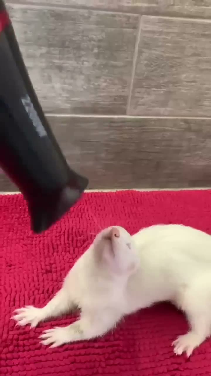 A white rat stretches on a red mat while a black cat's paw hovers…
