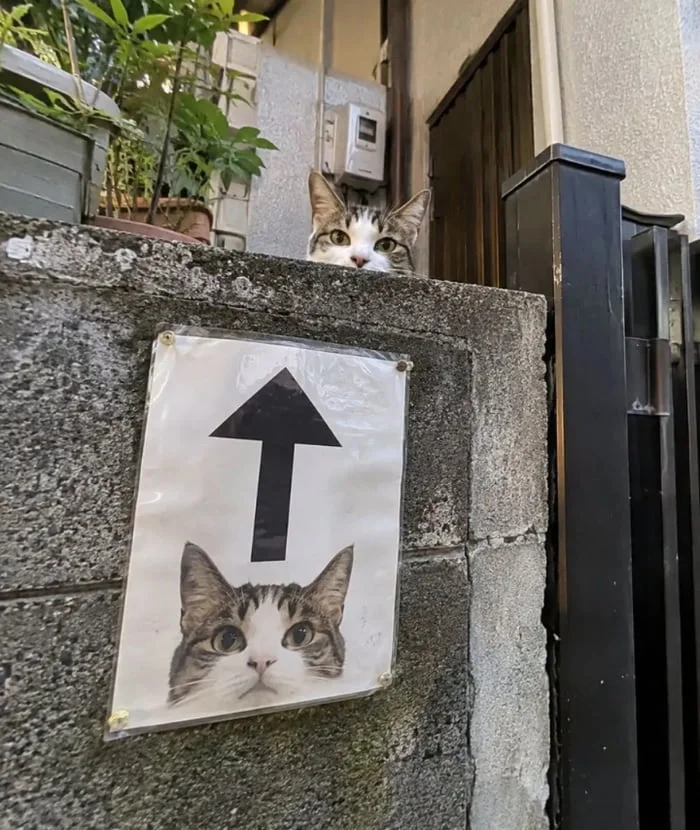 Always watching. A cat peeks over a wall above a sign showing an arrow pointing upward and a cat's face