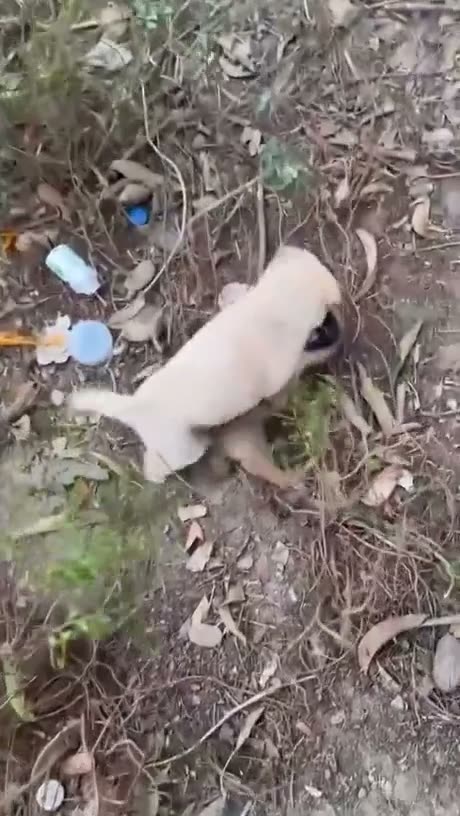 Puppies
