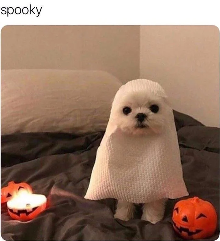 A white dog wearing a knit ghost costume sits between glowing jack-o'-lanterns on a couch. Text: spooky
