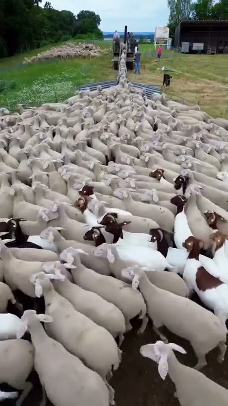 Sheep cleaning