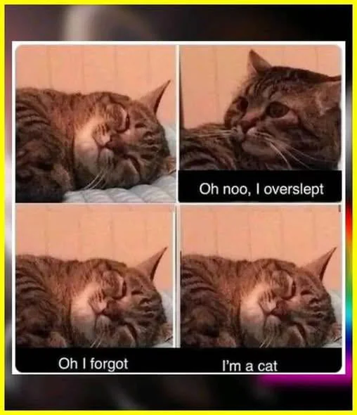 A tabby cat in four panels expressing concern about oversleeping and forgetting, then remembering it is a cat. Text: Oh noo, I overslept / Oh I forgot / I'm a cat