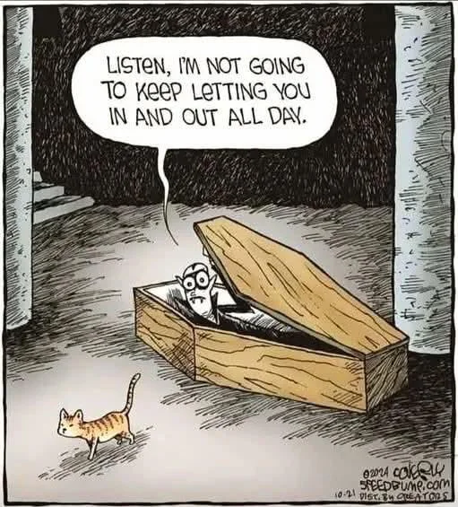 Classic cat behavior
