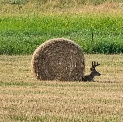 Polish snail. A deer rests beside a large round hay bale in a harvested field