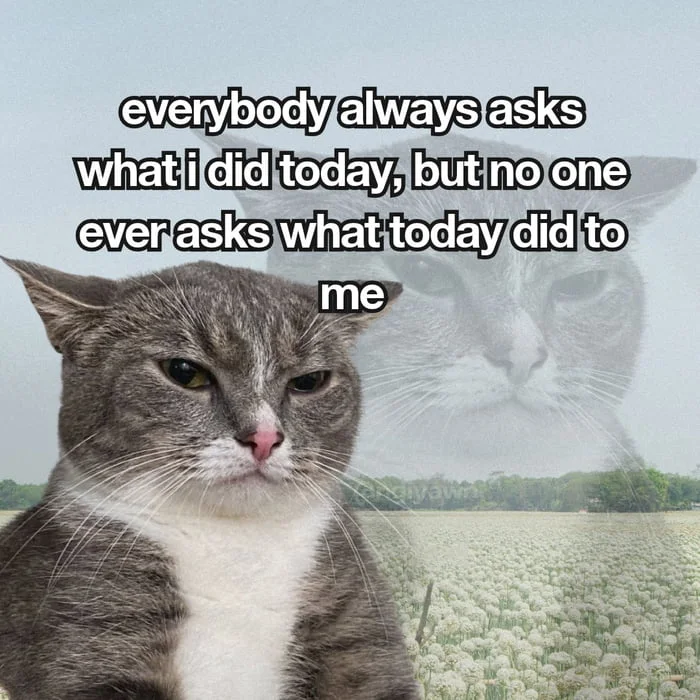 A grumpy-looking cat in a field with a melancholic expression conveying emotional burden. Text: everybody always asks what i did today, but no one ever asks what today did to me