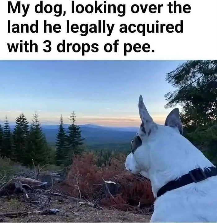 A white dog gazes proudly over a mountainous landscape with forests and valleys below. Text: My dog, looking over the land he legally acquired with 3 drops of pee