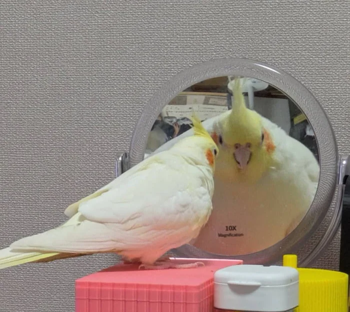 Stronk. A white cockatiel looking at its magnified reflection in a mirror, appearing surprised or startled. Text: 10X