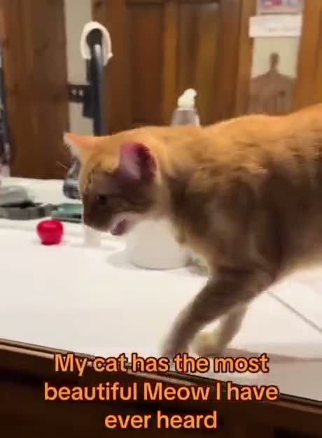 My cat's meow hits different