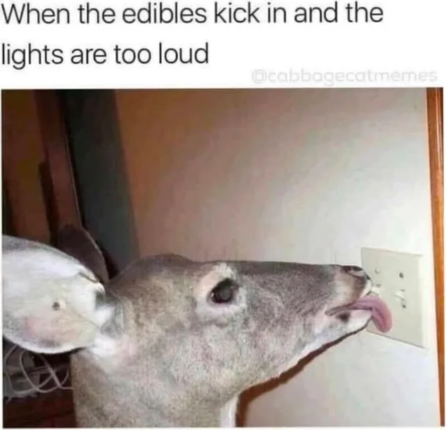 A deer with an exaggerated expression looks distressed at a light switch on a wall. Text: When the edibles kick in and the lights are too loud