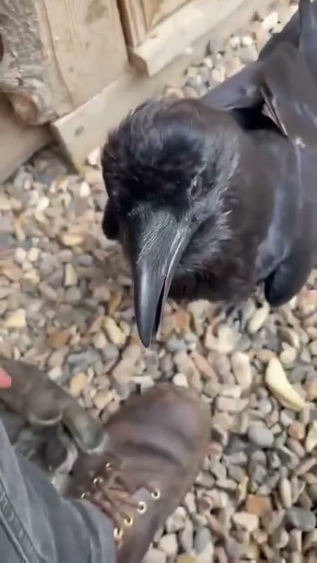 A black crow or raven pecks at gravel near a person's shoe.