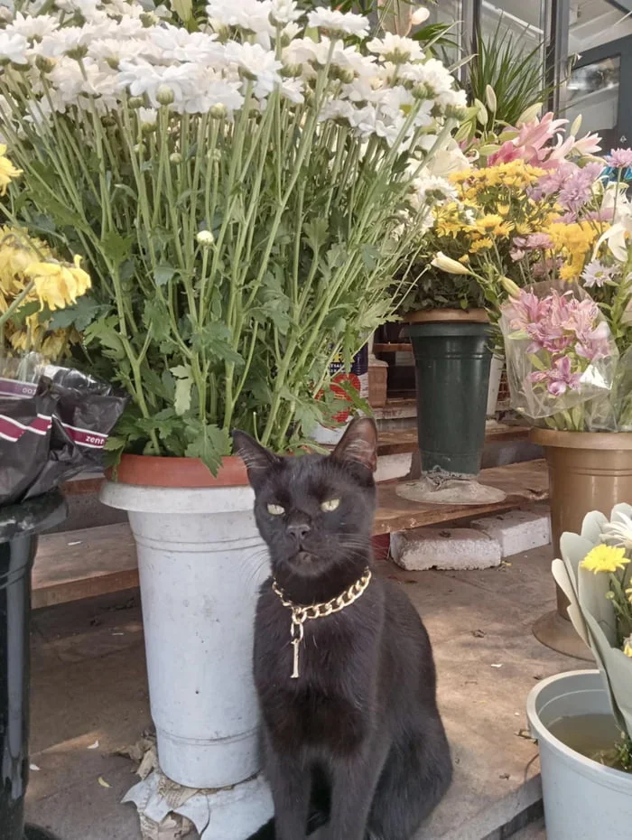 Thug life chose this florist. Black cat wearing a gold chain collar sits among potted flowers in a greenhouse