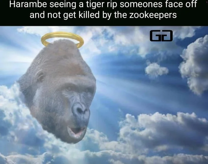 He never seen such bullshit. A deceased gorilla with a halo in heaven, suggesting he escaped consequences others faced. Text: Harambe seeing a tiger rip someones face off and not get killed by the zookeepers