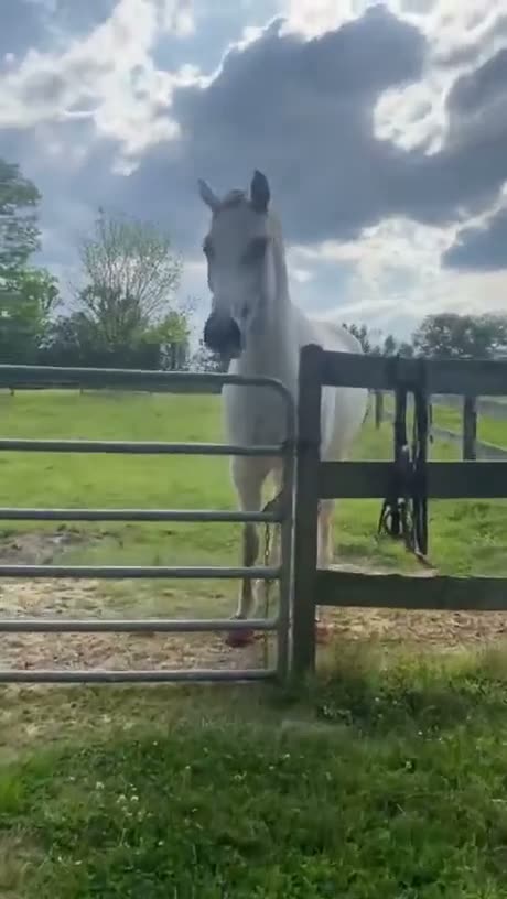 Good boi