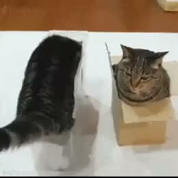 Box a cat