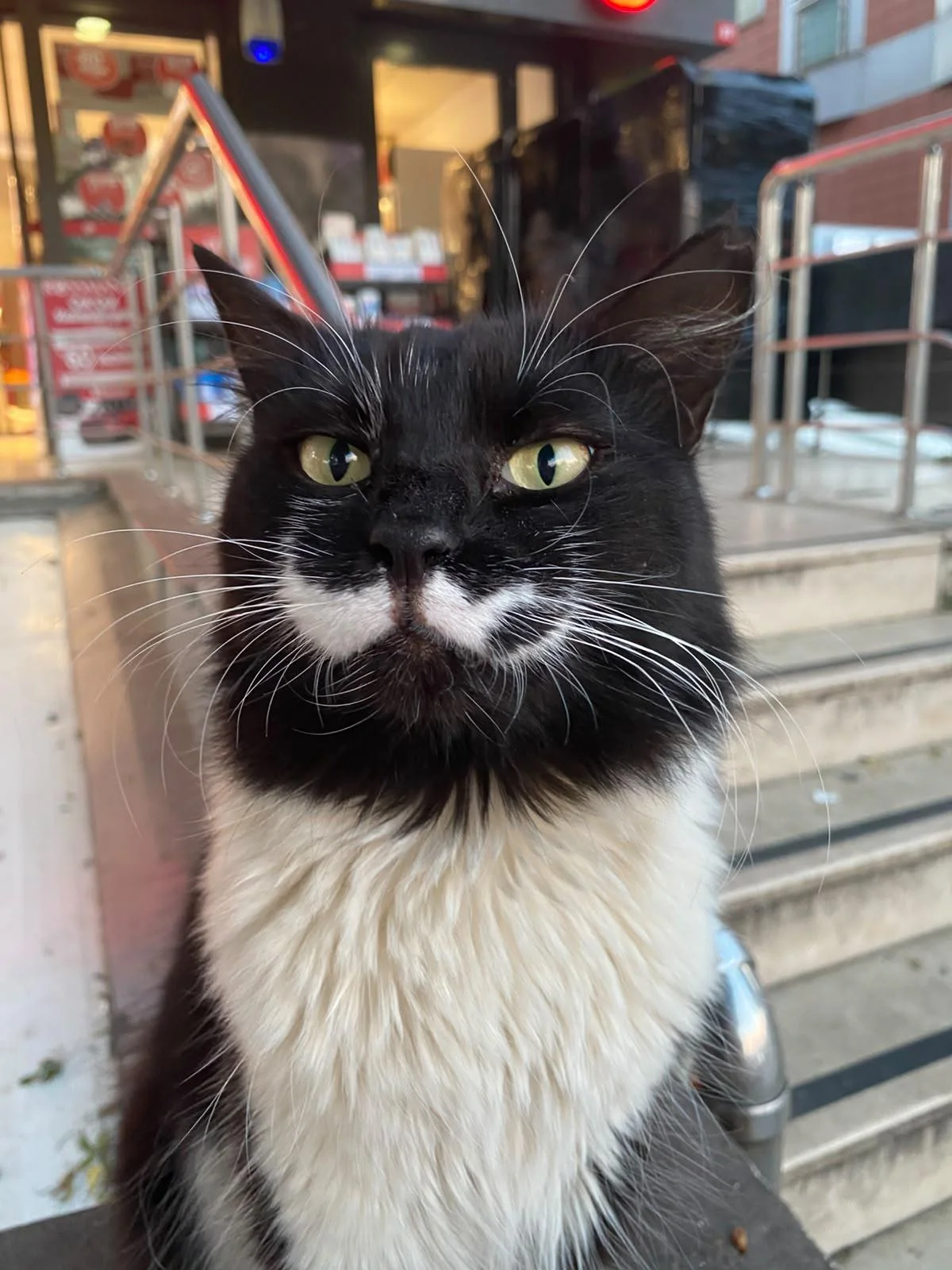 Close-up portrait of a black and white cat with striking yellow-green eyes staring directly at camera outdoors
