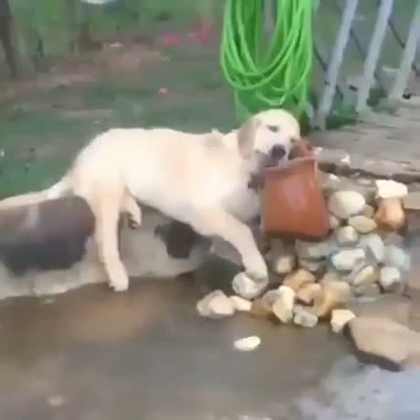 White dog knocking over a terra cotta pot filled with rocks in a…
