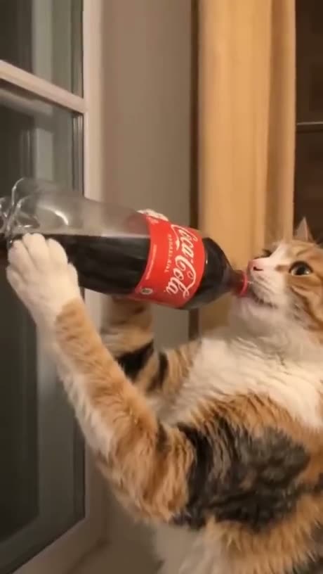 A tabby cat holding and drinking from a Coca-Cola bottle while…
