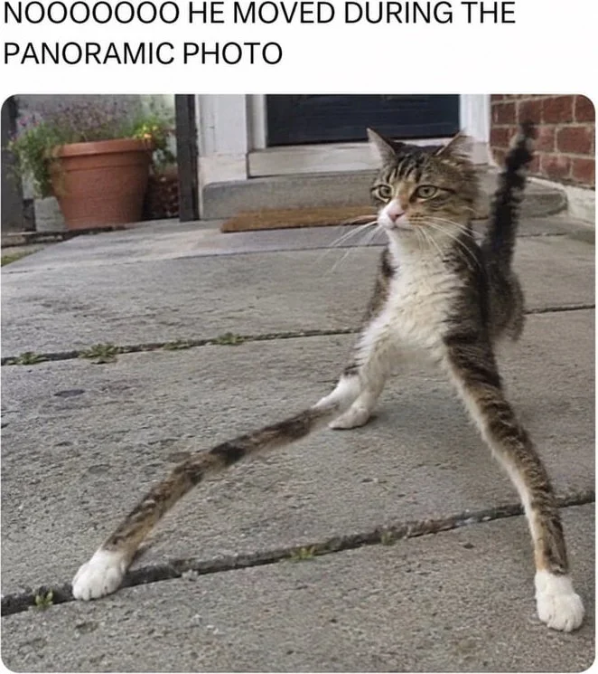 Cat with extremely elongated body and legs from panoramic photo distortion effect during movement. Text: NOOOOOOO HE MOVED DURING THE PANORAMIC PHOTO