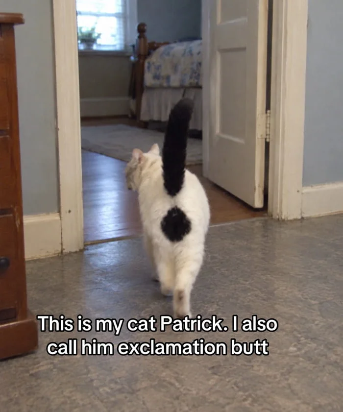 Mother nature's perfect design. A black and white cat seen from behind walking through a hallway, with its tail up. Text: This is my cat Patrick. I also call him exclamation butt