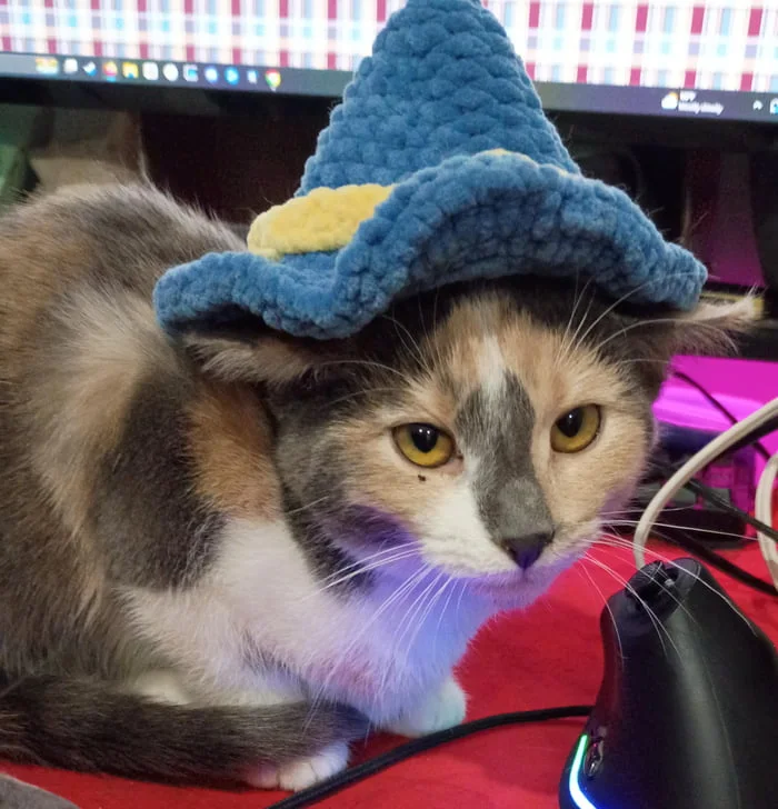 Casting spells on the mouse. A cat wearing a blue and yellow wizard hat sits at a computer desk