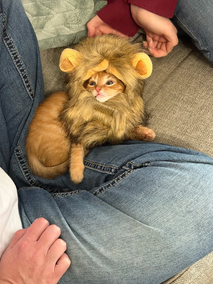 Fiercest predator in the house. A cat wearing a yellow lion mane costume sits on a person's lap surrounded by people