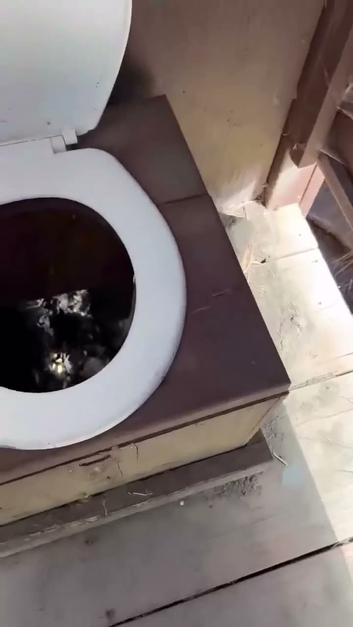 Overhead view of a toilet bowl with water and debris visible inside…