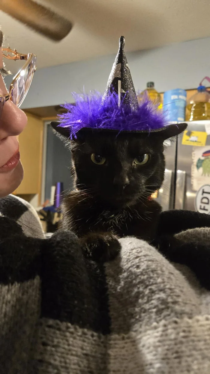 Plotting revenge for this hat. Black cat wearing a sparkly purple witch hat with feathered trim, held by a person's hand