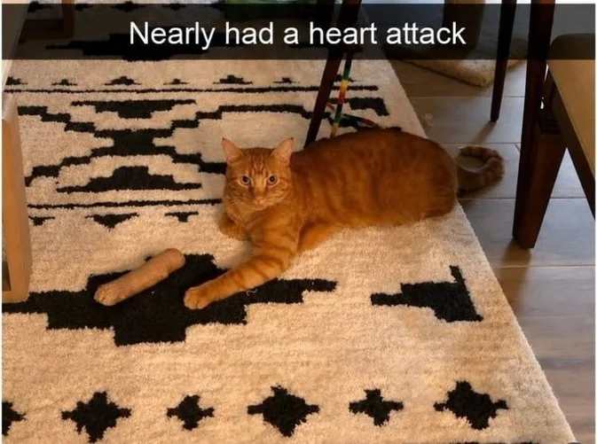 It's always an orange and their tricks. Orange cat lying on a rug with black dachshund patterns, blending in with the design. Text: Nearly had a heart attack