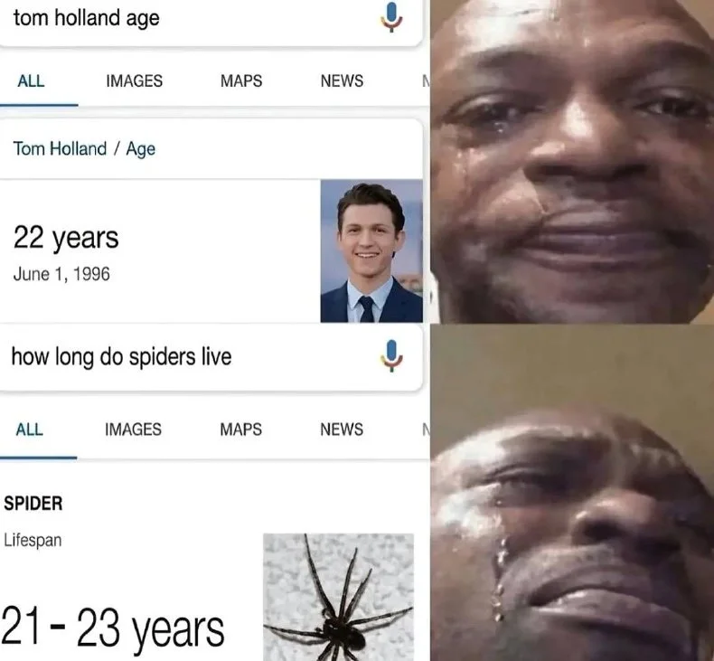 Spider lifespan crisis. Meme comparing Tom Holland's age (22 years) to a spider's lifespan (21-23 years) with reaction images. Text: tom holland age / ALL IMAGES MAPS NEWS / Tom Holland / Age / 22 years / June 1, 1996 / how long do spiders live / ALL IMAGES MAPS NEWS / SPIDER / Lifespan / 21-23…